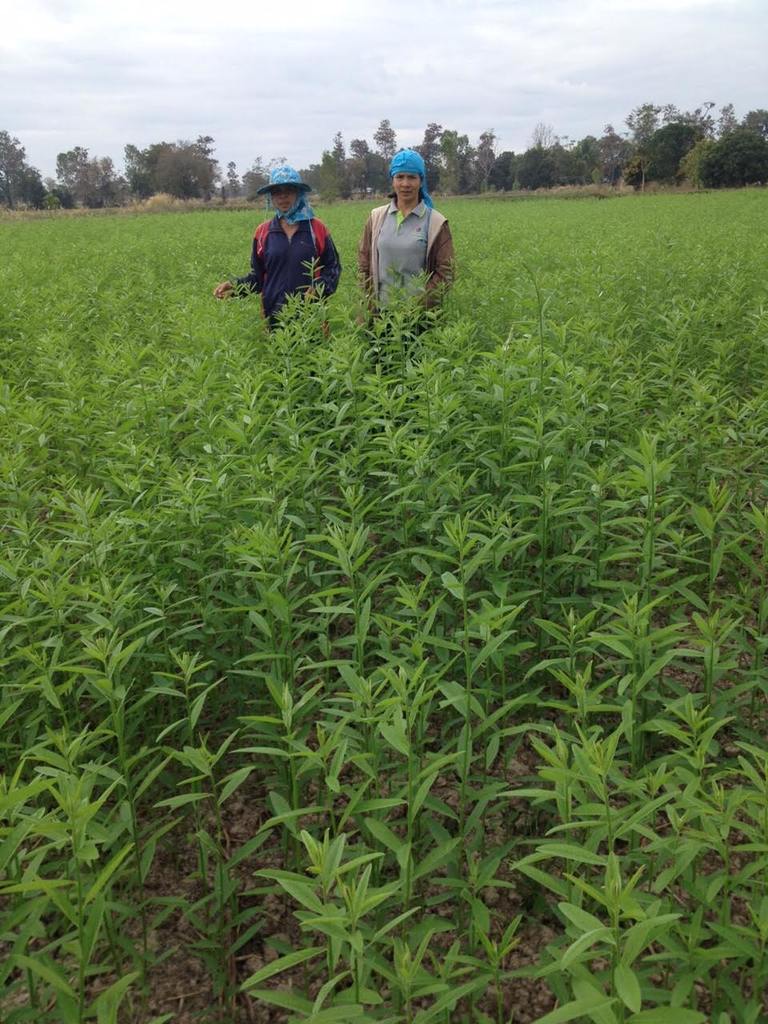 Los socios de producción de semillas se encuentran en un cultivo joven en el noreste de Tailandia