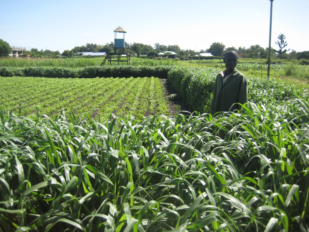 Mulato II Grass ARROUND A Push Pull in Mbita, Kenai, Africa