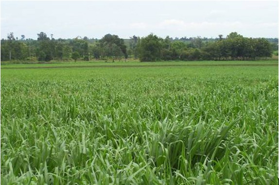 Mulato II Grass Seed (Brachiaria Ruziziensis) - Tropical SeedsTropical ...