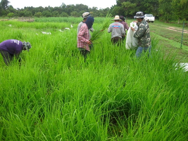 Researchers measuring a flowering cover-crop field trial