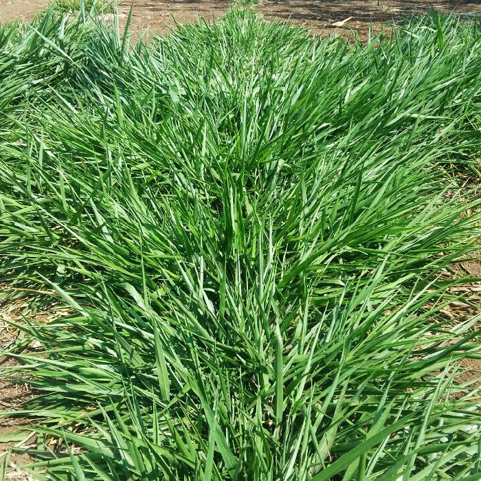 Camello Blend field view